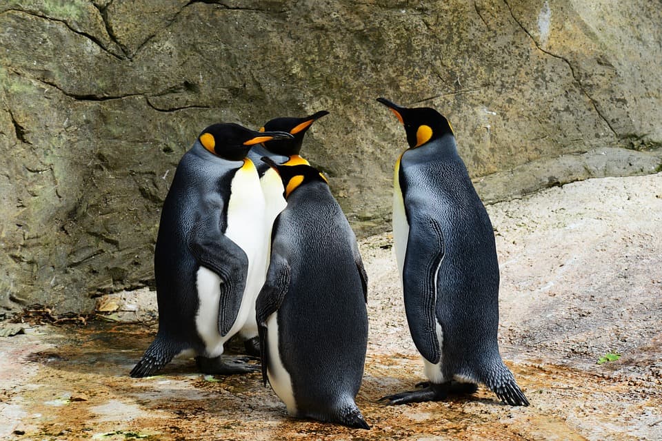 Elpusztult a világ egyik legöregebb pingvinje