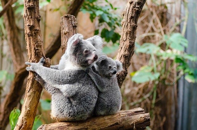 A technológiát hívják segítségül a koalák védelmére ausztrál tudósok