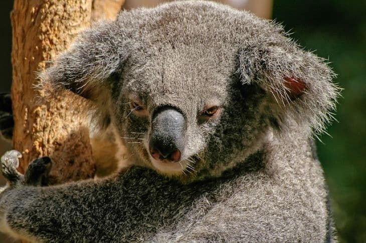 Koala okozott tömegkarambolt Ausztráliában (VIDEÓ)
