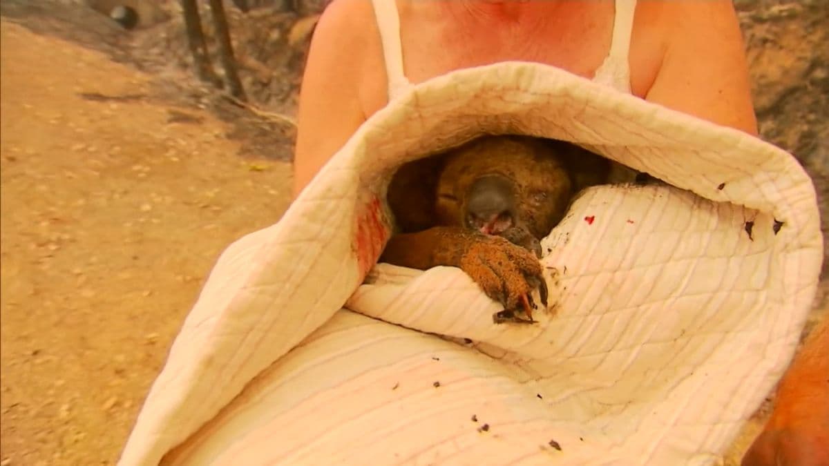 Testi épségét veszélyeztetve mentett meg egy nő egy koalát a bozóttűztől - VIDEÓ 