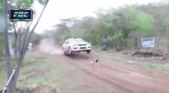 Hihetetlen, de ez a kutya élve megúszta a rallyversenyt