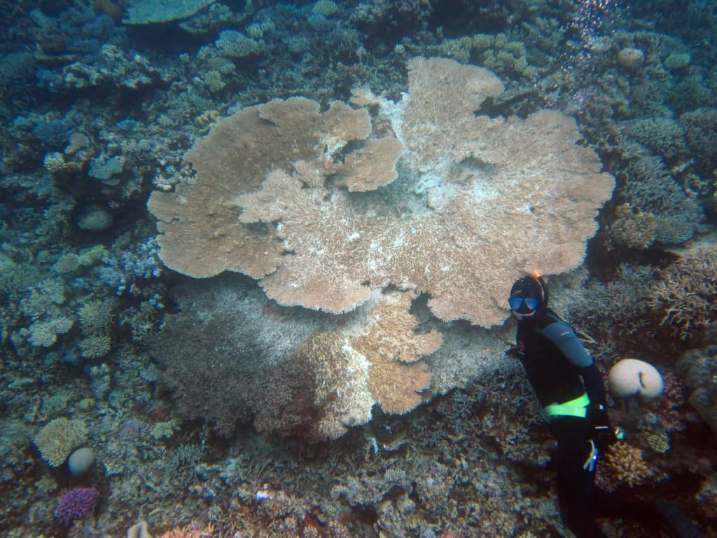 A mélytengeri korallzátonyokat sem kíméli a korallfehéredés