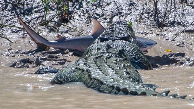 Krokodil ölt meg egy halászt