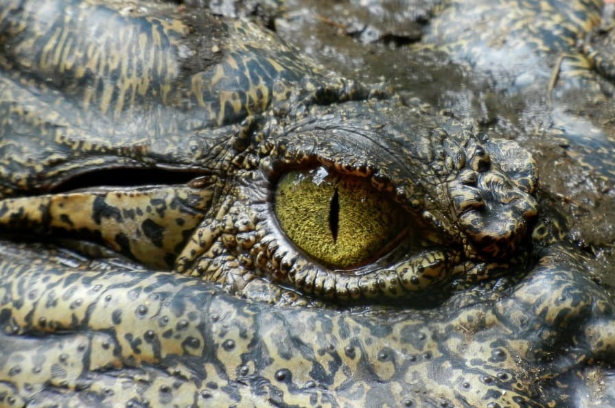 Krokodil harapott meg egy szelfiző turistát