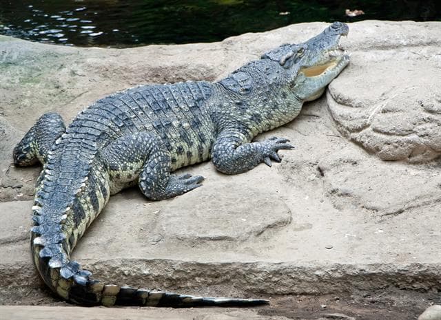 Három hetet élt túl a krokodiloktól hemzsegő vadonban egy férfi