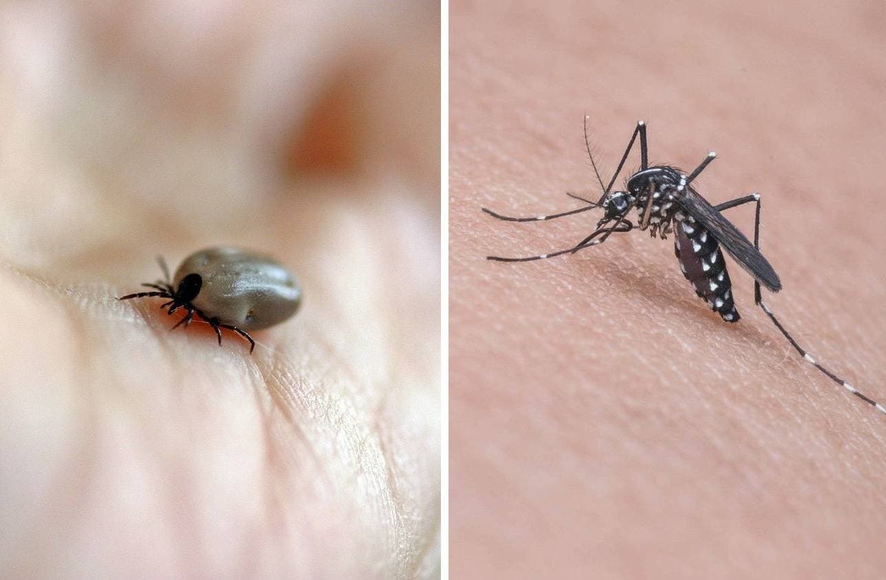Kullancsok és szúnyogok: a Dunaszerdahelyi járásban csak Lyme-kórt diagnosztizáltak