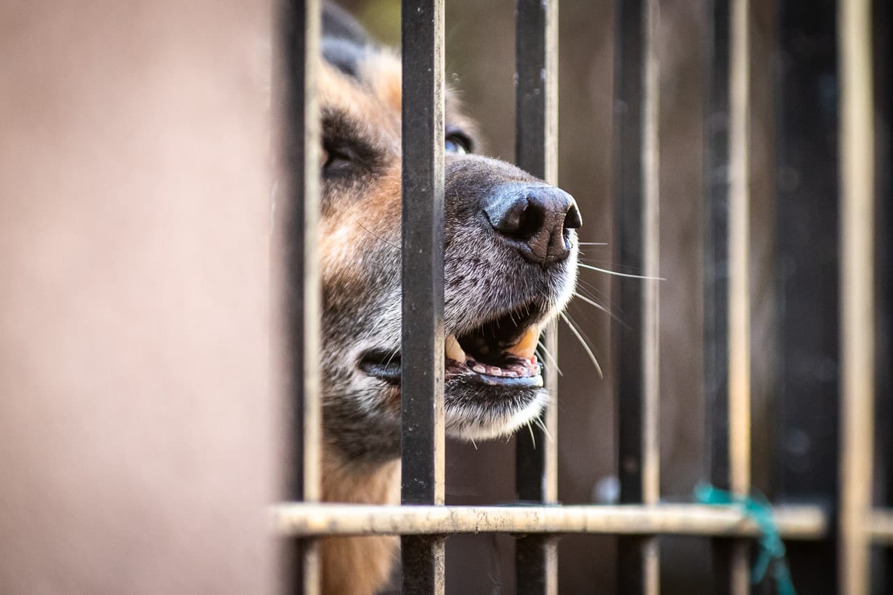 Ráuszította kutyáját a rendőrökre egy részeg férfi Magyarországon
