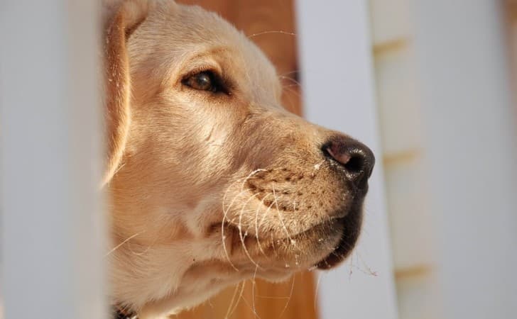 Kutyák segítik az autista gyerekeket a fogorvosi kezelés átvészelésében