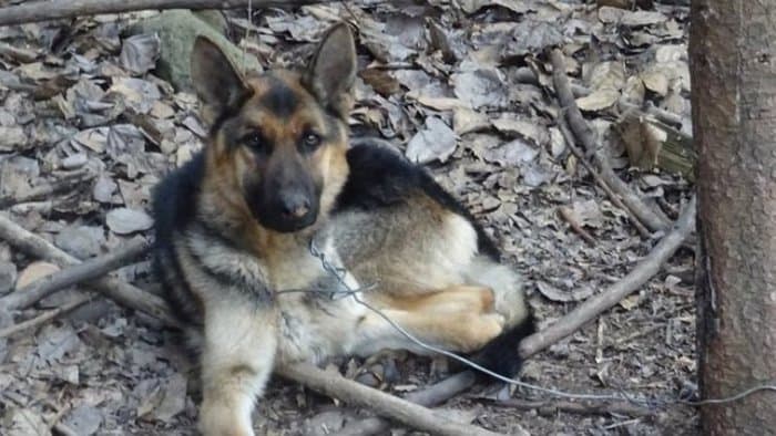 Több mint 1500 kutyát lőttek le tavaly, állítólag orvvadászat miatt