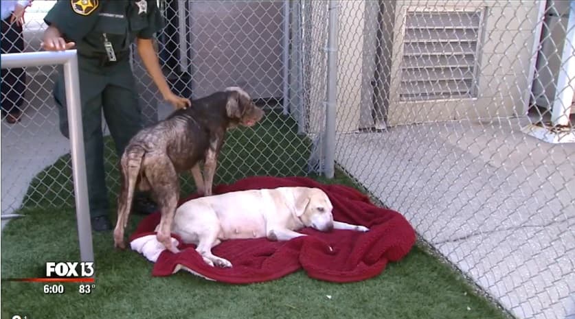 KEGYETLEN: Kalapáccsal vert két öreg kutyát, hogy “elaltassa” őket