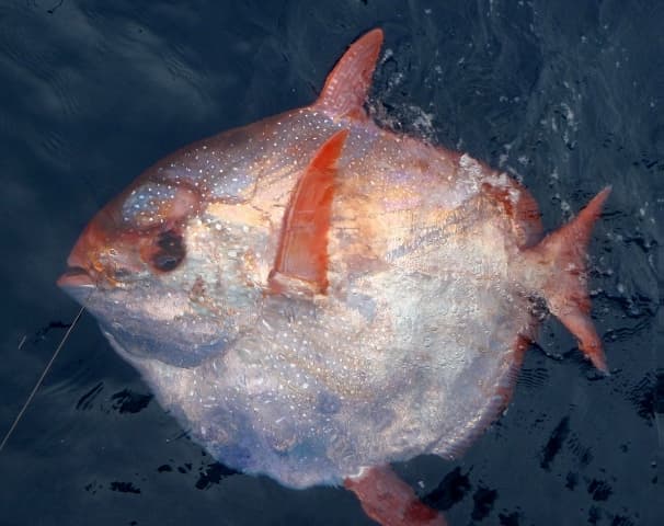 Azonosították az első ismert melegvérű hal öt faját