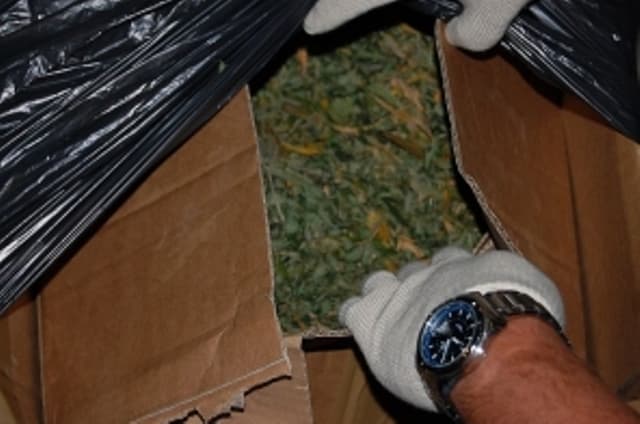 Ötven cserép leszüretelt marihuánát találtak egy rajkai férfi házában