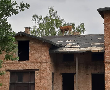 Agresszív tehenet hajkurásztak tűzoltók egy emeletes épület tetején