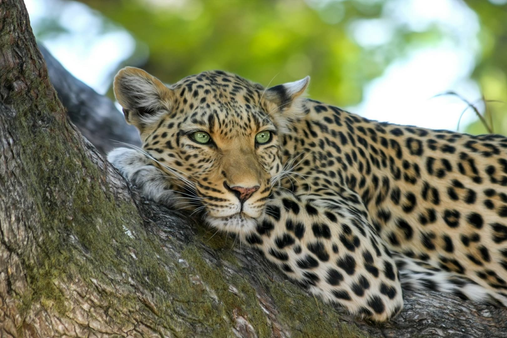 Ritka perzsa leopárdokat láttak Pakisztánban