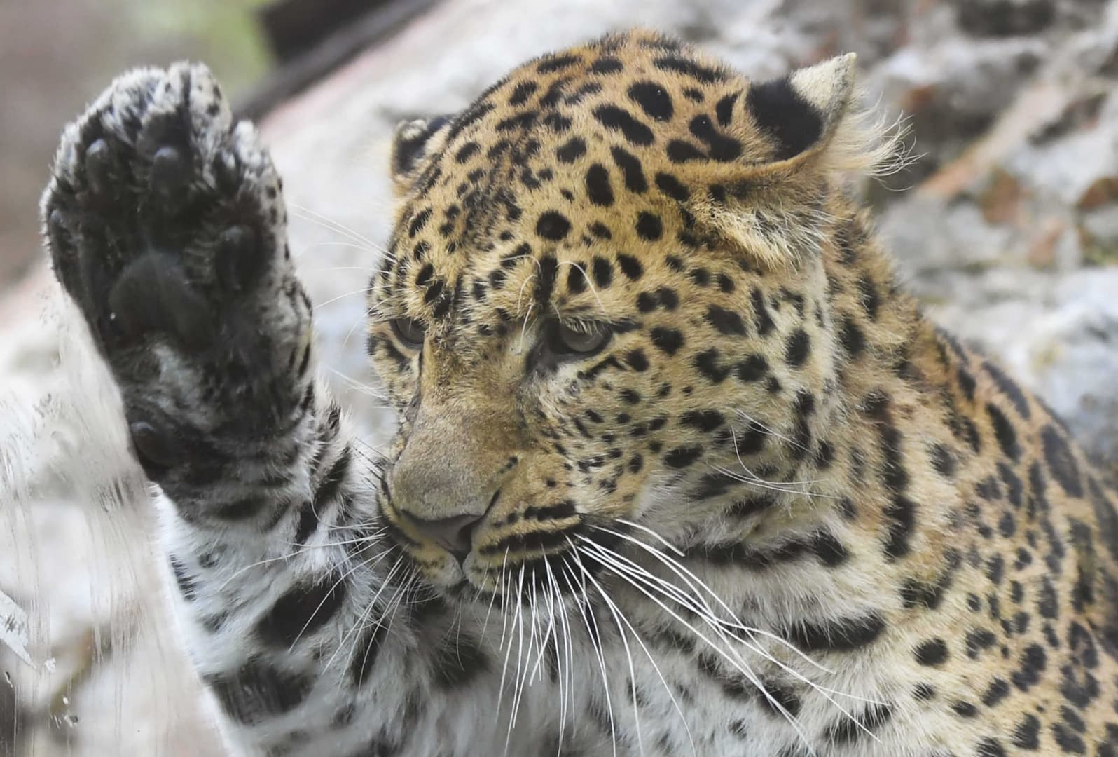 Hatórás hajsza után altatólövedékkel terítették le az Iszlámábád utcáin kóborló leopárdot