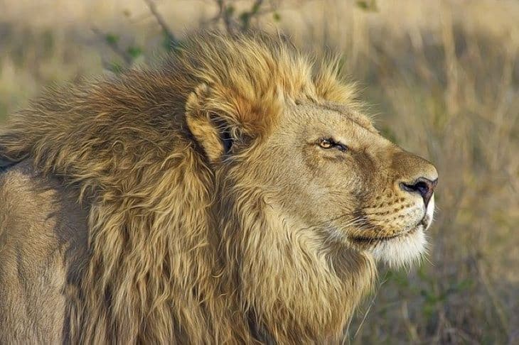 Megtiltanák az oroszlánok tenyésztését vadászat és kölyöksimogatás céljára Dél-Afrikában