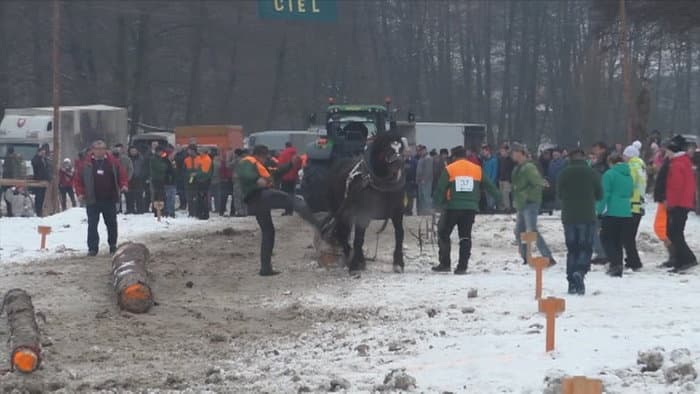 MEGRÁZÓ: Ütötték, verték a lovat a versenyen –az emberek ordították, hogy hagyják abba (videó)