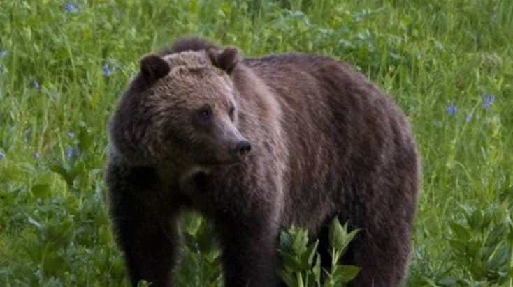 Medvét láttak Pozsony közelében