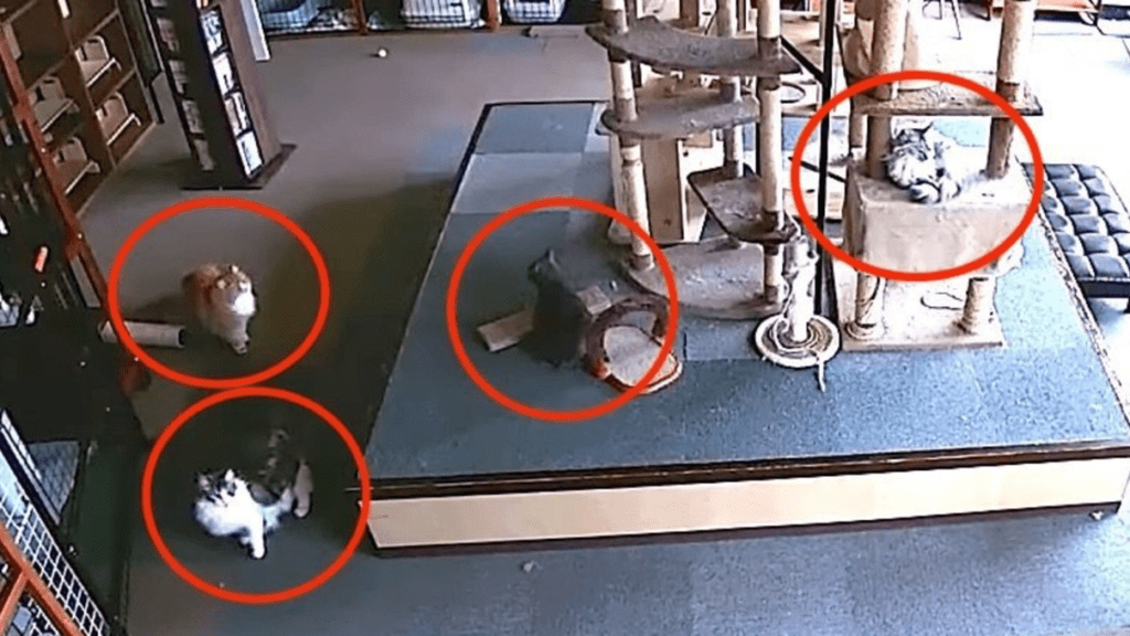 Elképesztő! Az összes macska 10 másodperccel a földrengés előtt egyszerre érezte, hogy baj lesz (videó)