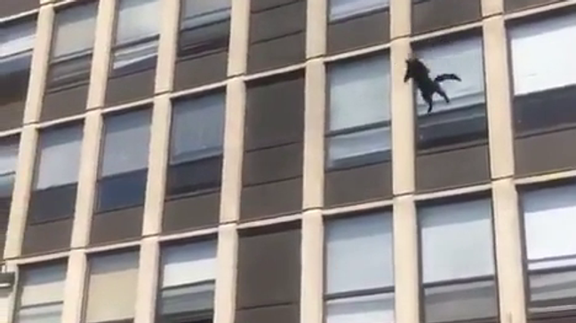 ELKÉPESZTŐ: Kiugrott a negyedik emeletről egy macska, földet ért és továbbsétált (videó)