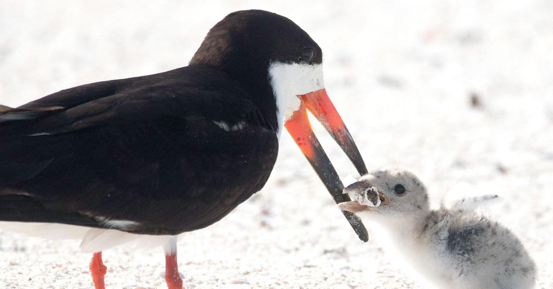 Cigicsikkel etette fiókáját egy madár a floridai tengerparton