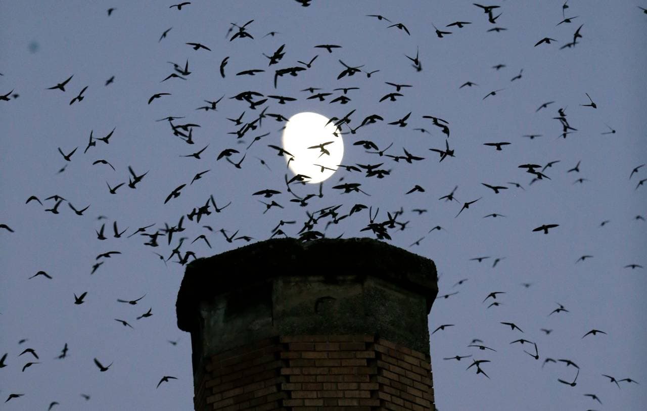 Több mint ötven villanyoszlopot alakítottak át madárbaráttá