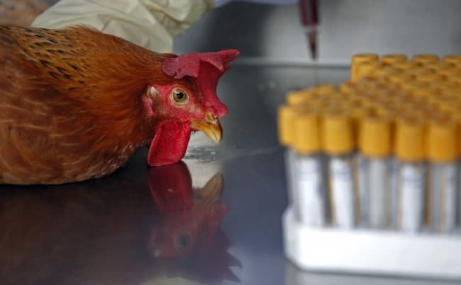 A WHO-t aggasztja a globális madárinfluenza-helyzet