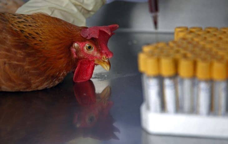 Oroszországban emberre terjedt át az A(H5N8) madárinfluenza
