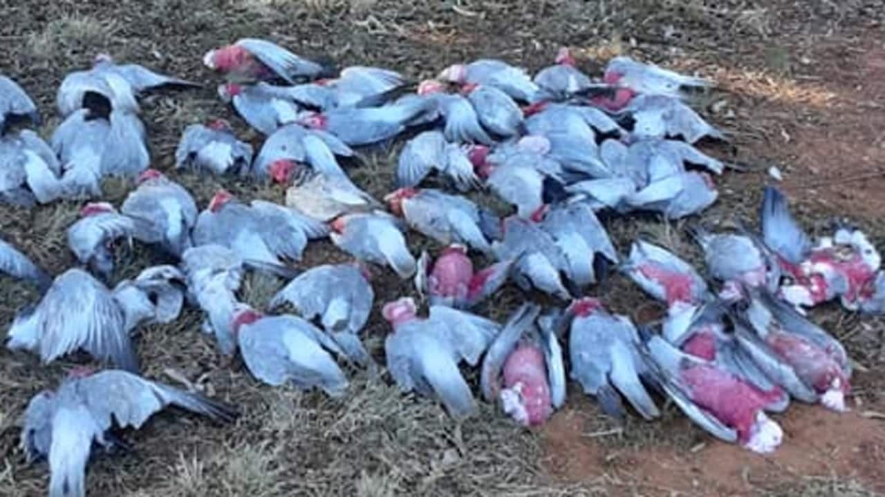 Rágcsálók elleni méregtől pusztulhatott el több tucat kakadu Új-Dél-Walesben