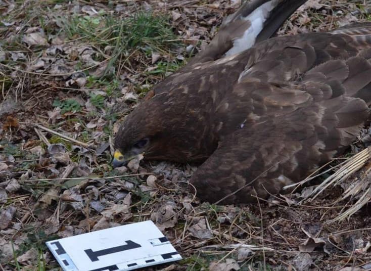 Egy tardoskeddi vadász otthonában találtak karbofuránt, amivel a madarakat mérgezik