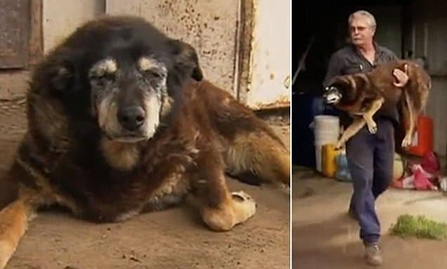 Meghalt Maggie, a világ legidősebb kutyája