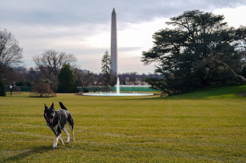 Terrorizálta az amerikai elnök kutyája a fehér házi alkalmazottakat, berakják egy tanfolyamra