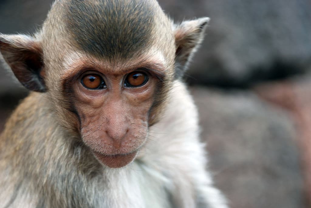 Szörnyűség: Újszülöttet rabolt egy majom, a babát holtan találták meg