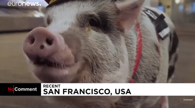 Terápiás malac fogadja az utazókat San Francisco nemzetközi repülőterén (VIDEÓ)