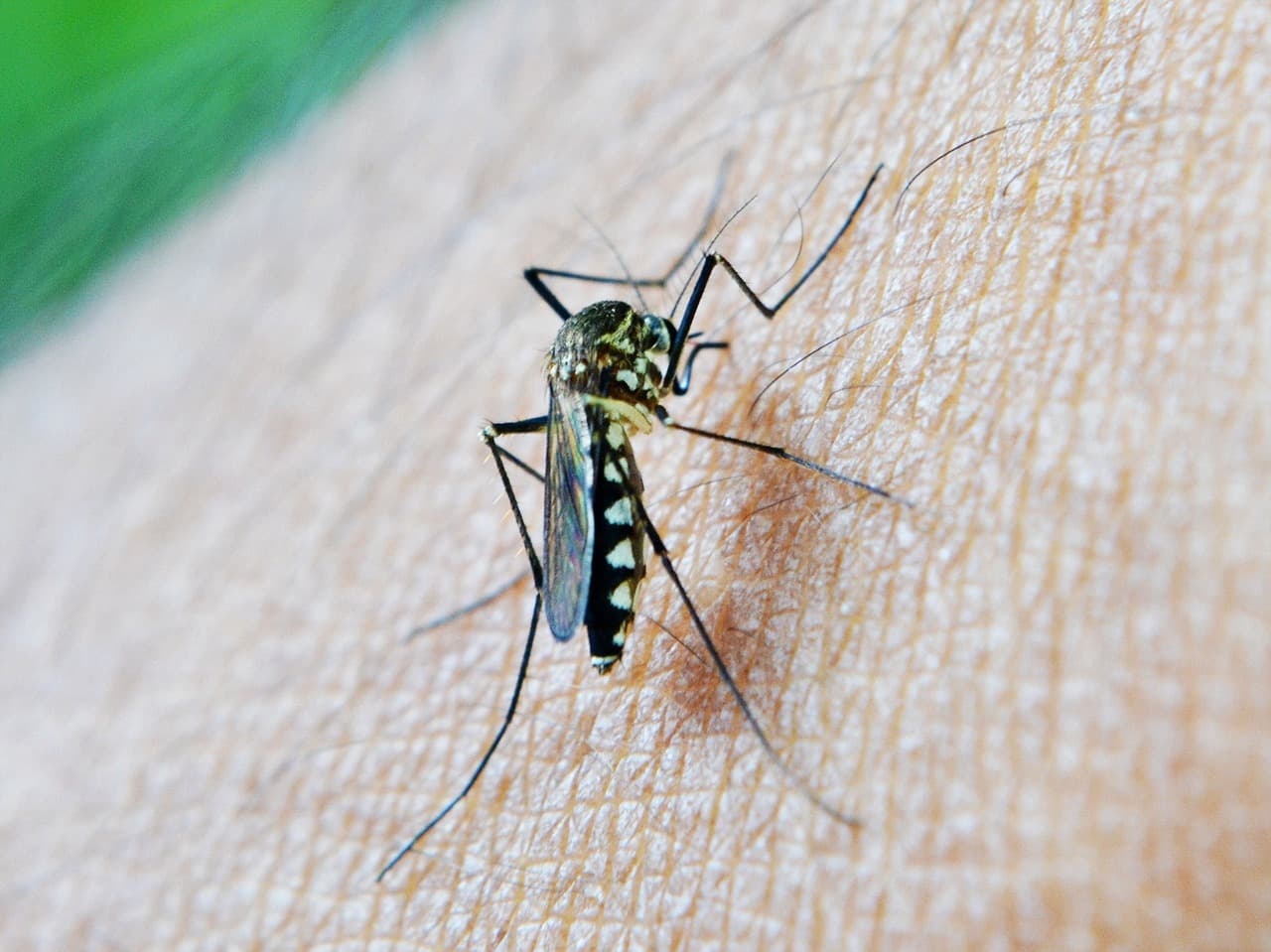 Veszélyes szúnyogfaj bukkant fel Szlovákiában, huszonkét különböző vírust terjeszthet