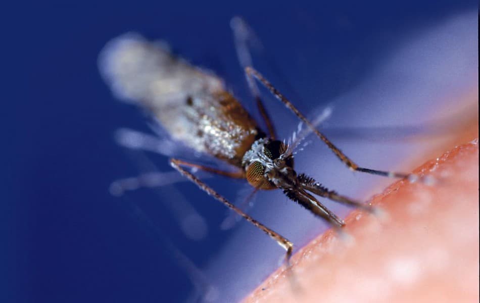 WHO: Megugrott a maláriás megbetegedések száma az utóbbi években