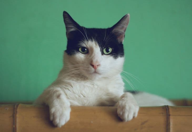 Nem semmi! A cica besegít gazdijának a kerámiák készítésében - ezeket az alkotásokat meg lehet vásárolni (VIDEÓ)