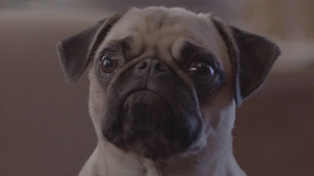 Ilyen beteg kutyatáp reklámot még nem láttál (videó)