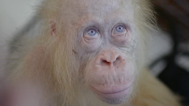 Nem térhet még vissza a vadonba a világ egyetlen ismert albínó orangutánja
