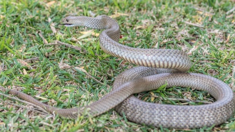 Mérges kígyó mart meg egy hatéves kisfiút!