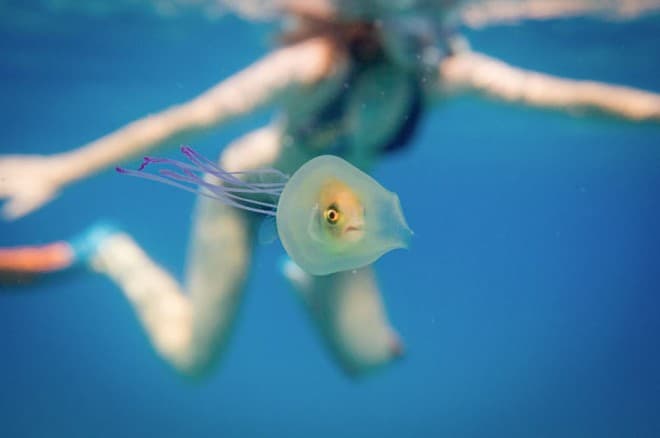 Hihetetlen fotó - medúzába rekedt a halacska