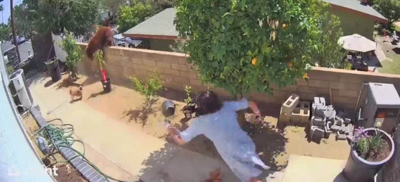 BÁTOR: Kézzel lökte le a kerítésről a kutyáit pofozgató anyamedvét egy tinédzser - VIDEÓ