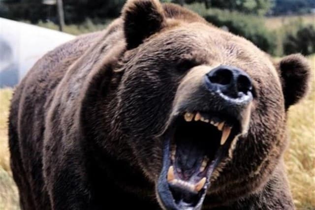 Megölték a futógyilkos feketemedvét