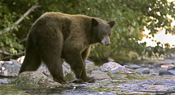 BORZALOM: Négy emberrel végzett egy medve