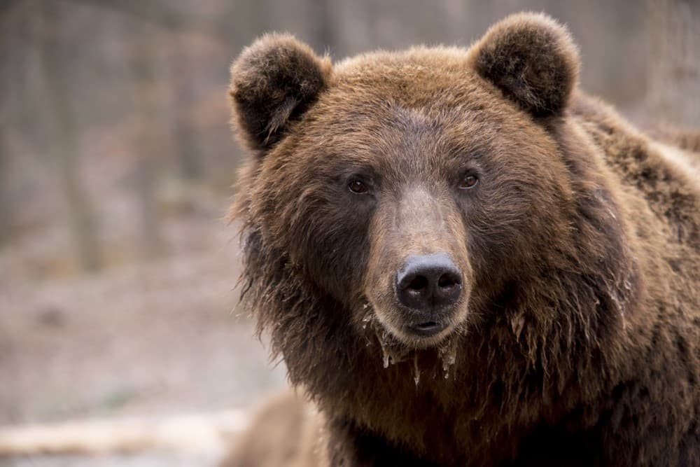 Halálos medvetámadás történt egy természetvédelmi parkban