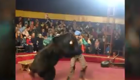 BRUTÁLIS: Az idomárra vetette magát a medve a cirkuszi előadás közben (VIDEÓ 18+)