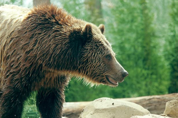A medvék miatt  több magyarlakta régióban is vészhelyzetet hirdetne ki a kormány