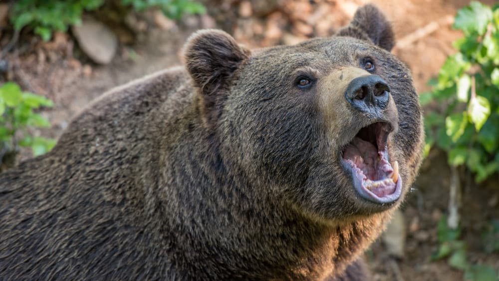 BRUTÁL: Medve marcangolta szét egy vadász lábát