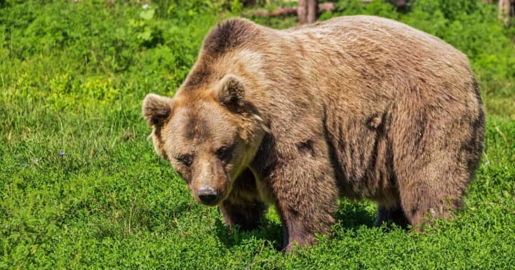 Múlt héten egy vadász szenvedett kartörést, borda- és hátsérülést, amikor egy medve megtámadta, most egy nő járt pórul