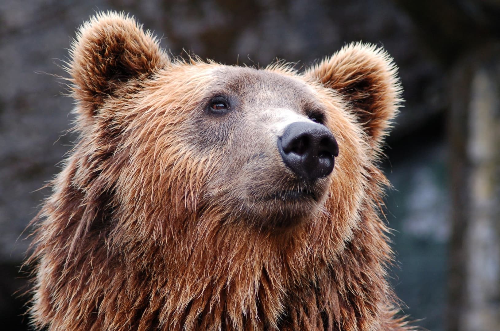 Medve elől menekült egy 40 éves férfi, súlyos sérüléseket szenvedett